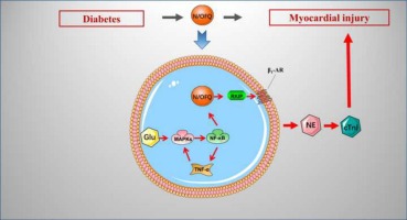 Perioperative changes of serum orphanin in diabetic patients and its relationship with sympathetic nervous system