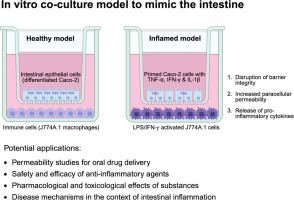 Development of an in vitro co-culture model using Caco-2 and J774A.1 cells to mimic intestinal inflammation
