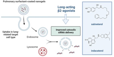 Evaluating β2-agonists as siRNA delivery adjuvants for pulmonary surfactant-coated nanogel inhalation therapy