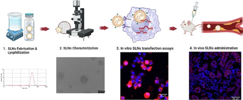 Development of cationic solid lipid nanoparticles incorporating cholesteryl-9-carboxynonanoate (9CCN) for delivery of antagomiRs to macrophages