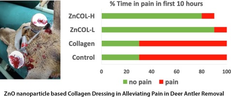 Minimizing pain in deer antler removal: Local anaesthetics in ZnO nanoparticle based collagen dressings as a promising solution