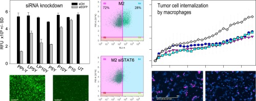 Efficient polymeric nanoparticles for RNAi in macrophage reveal complex effects on polarization markers upon knockdown of STAT3/STAT6