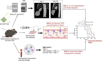 Long acting tariquidar loaded stearic acid-modified hydroxyapatite enhances brain penetration and antitumor effect of temozolomide