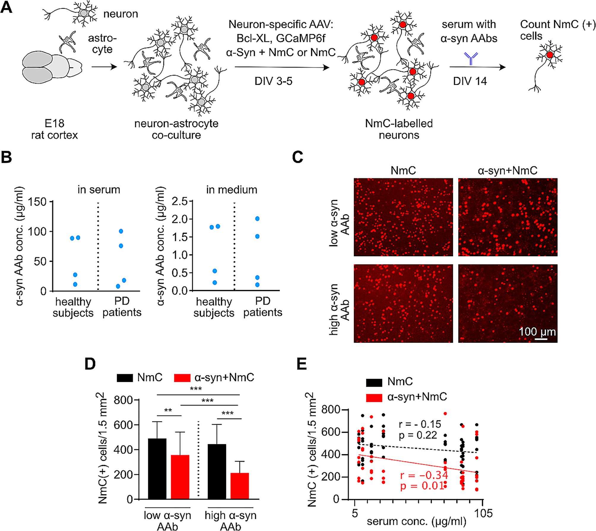 Human serum-derived α-synuclein auto-antibodies mediate NMDA receptor-dependent degeneration of CNS neurons