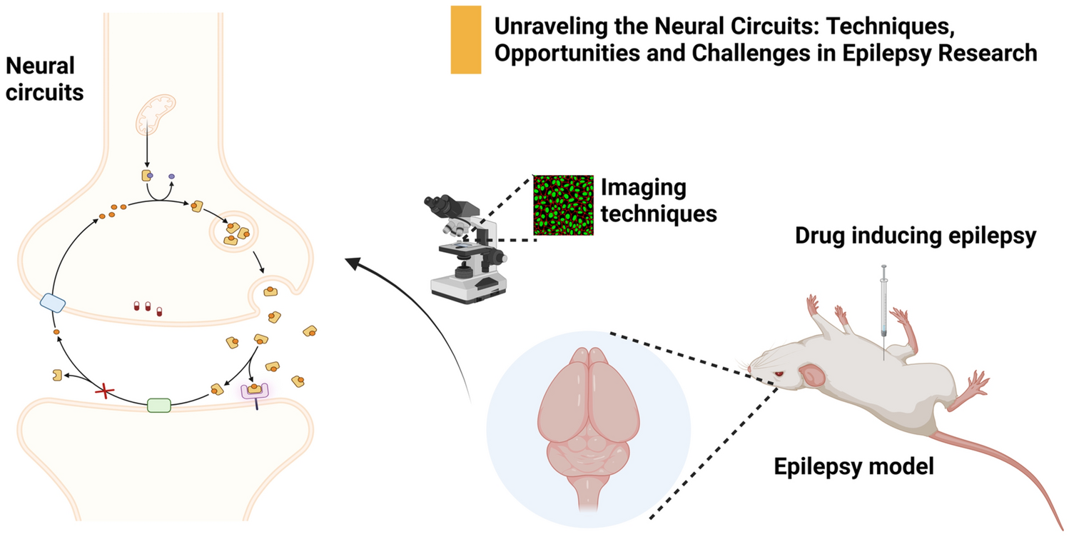 Unraveling the Neural Circuits: Techniques, Opportunities and Challenges in Epilepsy Research