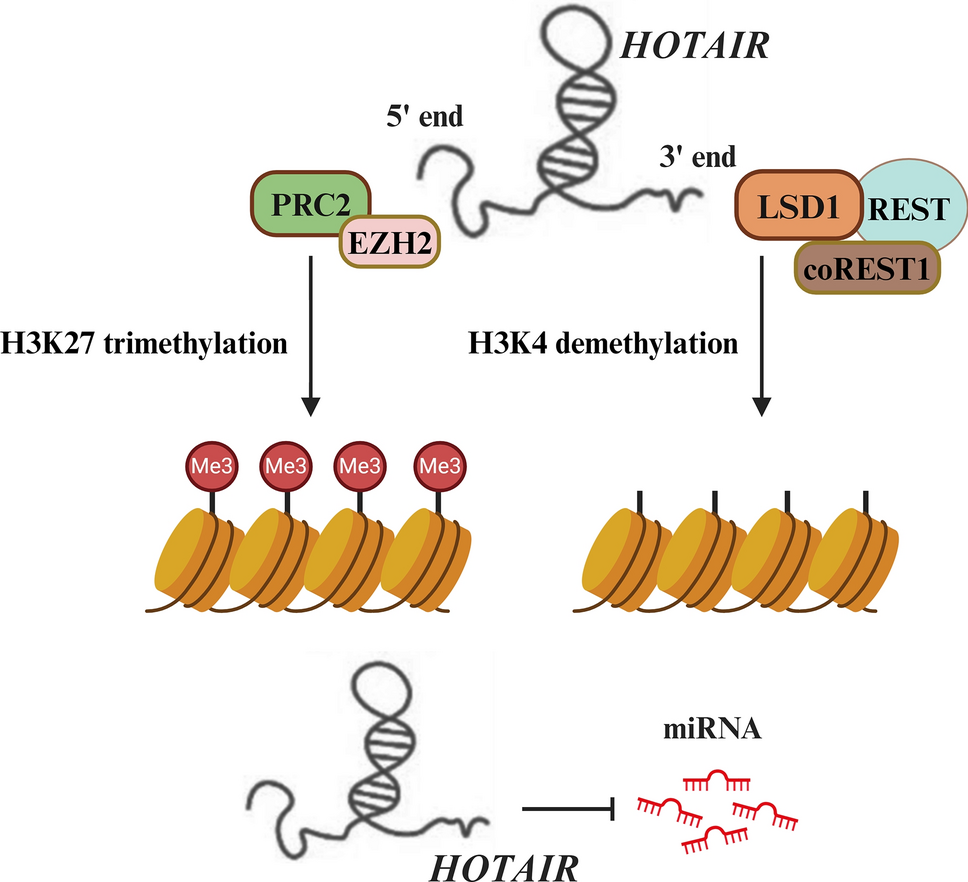 Roles of HOTAIR Long Non-coding RNA in Gliomas and Other CNS Disorders
