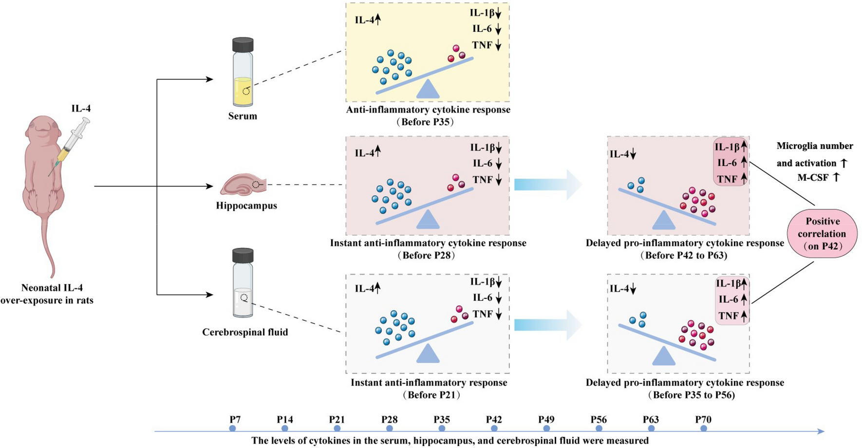 Neonatal IL-4 Over-Exposure is Accompanied by Macrophage Accumulation in Dura Mater After Instant Anti-inflammatory Cytokine Response in CSF