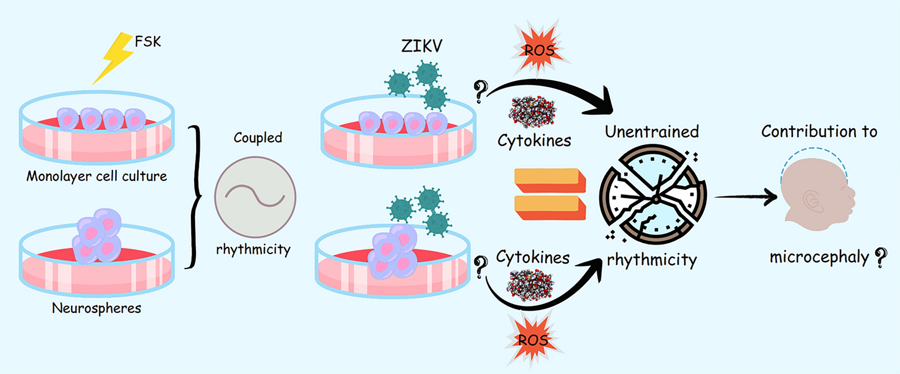 Zika Virus Infection Alters the Circadian Clock Expression in Human Neuronal Monolayer and Neurosphere Cultures