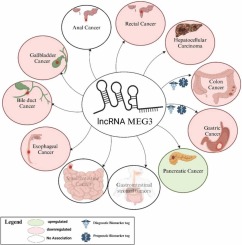 Harnessing the supremacy of MEG3 LncRNA to defeat gastrointestinal malignancies