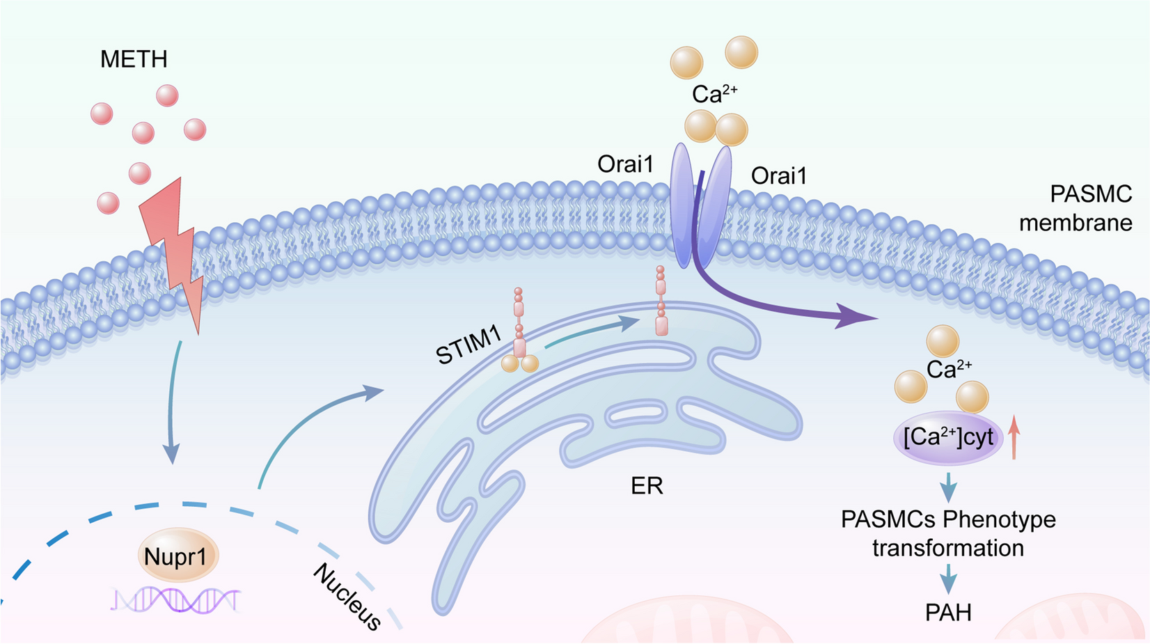 Nupr1-mediated vascular smooth muscle cell phenotype transformation involved in methamphetamine induces pulmonary hypertension