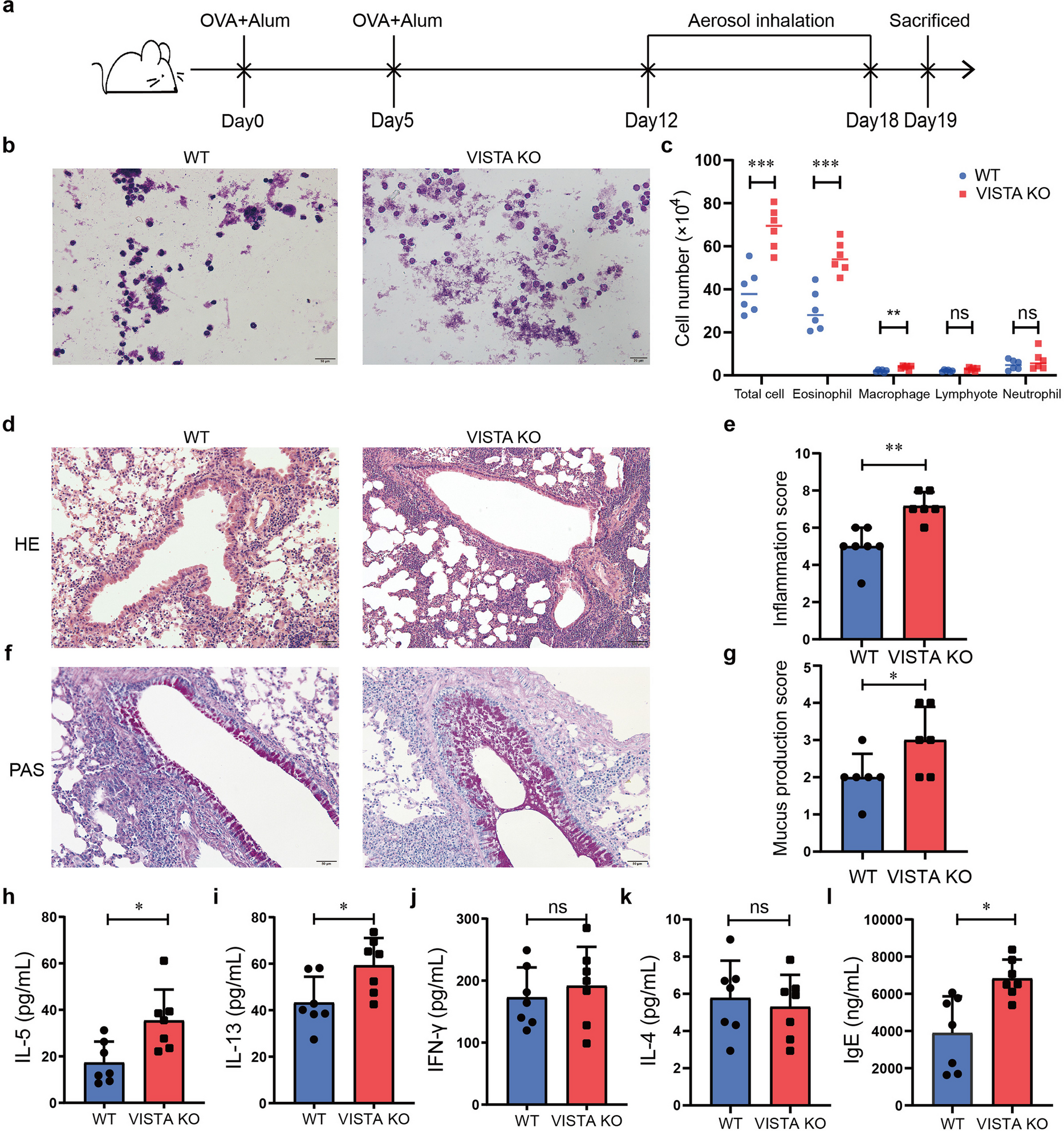 Repositioning baloxavir marboxil as VISTA agonist that ameliorates experimental asthma