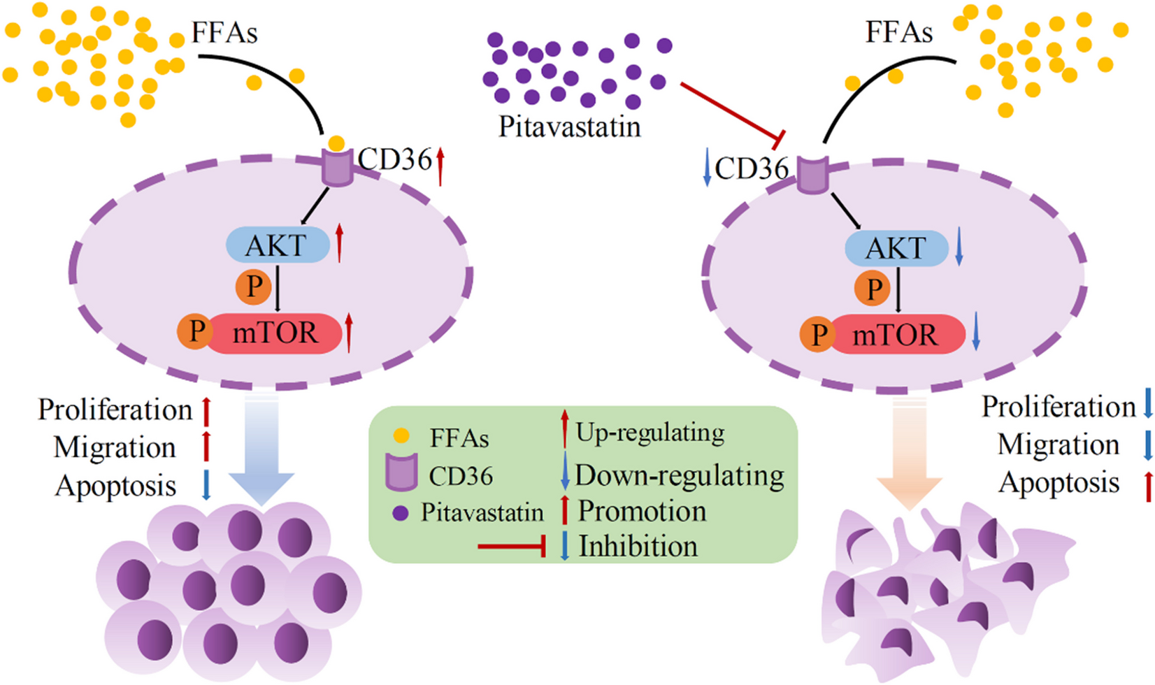 CD36 inhibition reduces non-small-cell lung cancer development through AKT-mTOR pathway