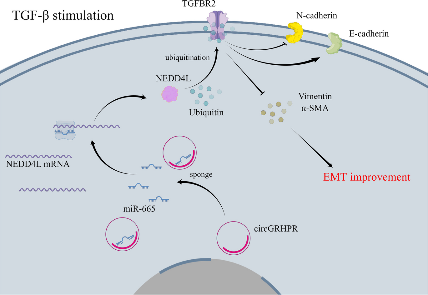 circGRHPR inhibits aberrant epithelial-mesenchymal transformation progression of lung epithelial cells associated with idiopathic pulmonary fibrosis