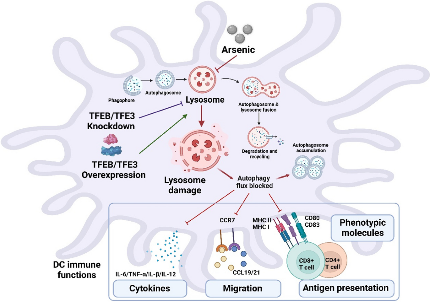 TFEB and TFE3 cooperate in regulating inorganic arsenic-induced autophagy-lysosome impairment and immuno-dysfunction in primary dendritic cells