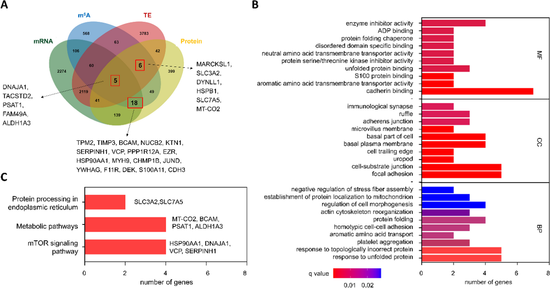 m6A modification mediates SLC3A2/SLC7A5 translation in 3-methylcholanthrene-induced uroepithelial transformation