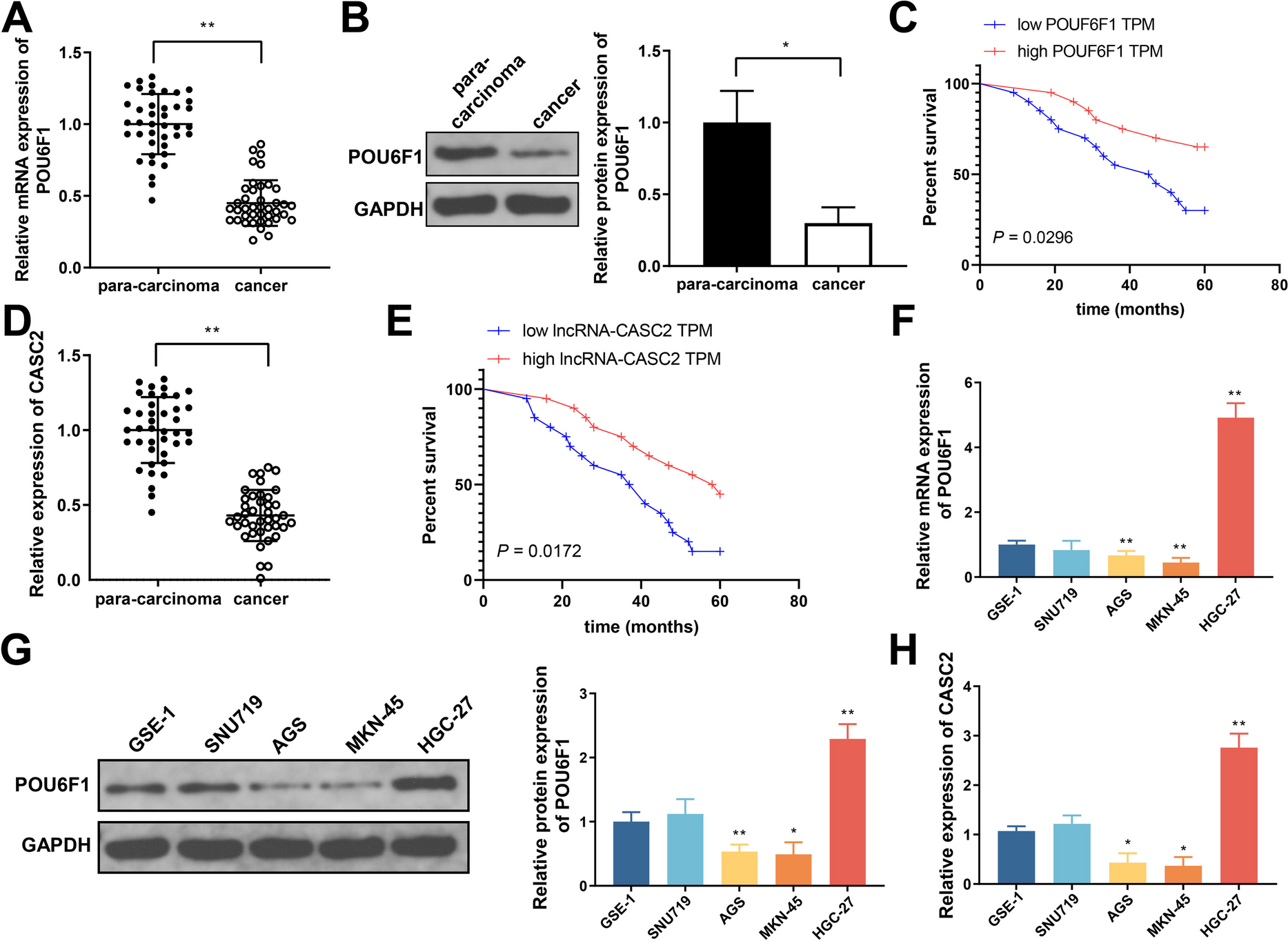 POU6F1 promotes ferroptosis by increasing lncRNA-CASC2 transcription to regulate SOCS2/SLC7A11 signaling in gastric cancer