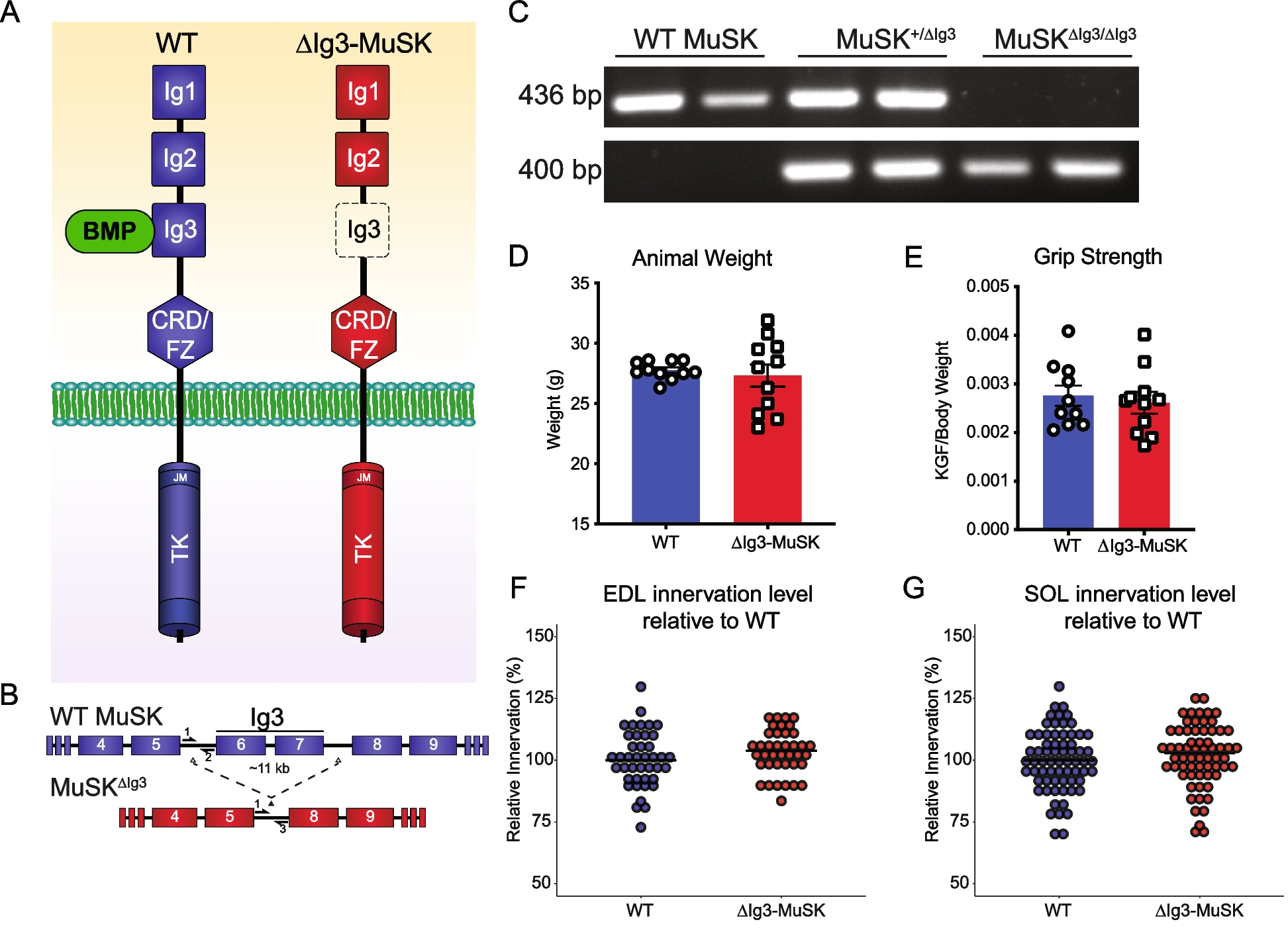 The MuSK-BMP pathway maintains myofiber size in slow muscle through regulation of Akt-mTOR signaling