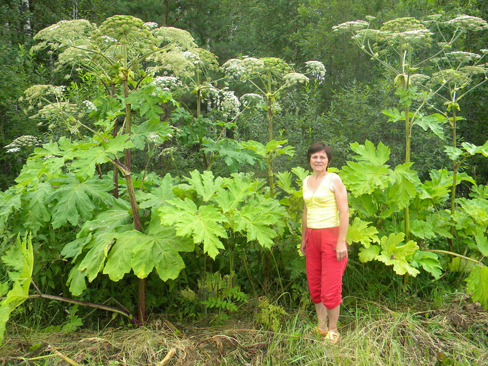 Toxicity of Juice of Heracleum Sosnowskyi