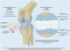 Intra-articular injection of platelet lysate-derived extracellular vesicles recovers from knee osteoarthritis in an in vivo rat model