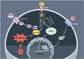 G protein-coupled receptor 30 activation inhibits ferroptosis and protects chondrocytes against osteoarthritis