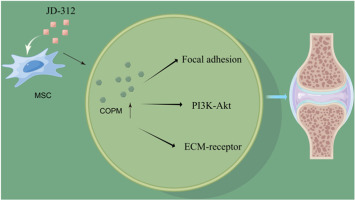 JD-312 – A novel small molecule that facilitates cartilage repair and alleviates osteoarthritis progression