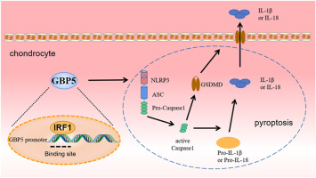 The IRF1/GBP5 axis promotes osteoarthritis progression by activating chondrocyte pyroptosis