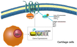 TCF12 regulates the TGF-β/Smad2/3 signaling pathway to accelerate the progression of osteoarthritis by targeting CXCR4