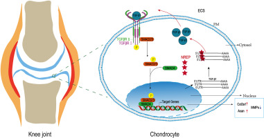 The silencing of NREP aggravates OA cartilage damage through the TGF-β1/Smad2/3 pathway in chondrocytes