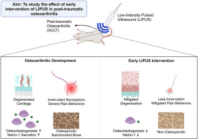 Daily low-intensity pulsed ultrasound stimulation mitigates joint degradation and pain in a post-traumatic osteoarthritis rat model