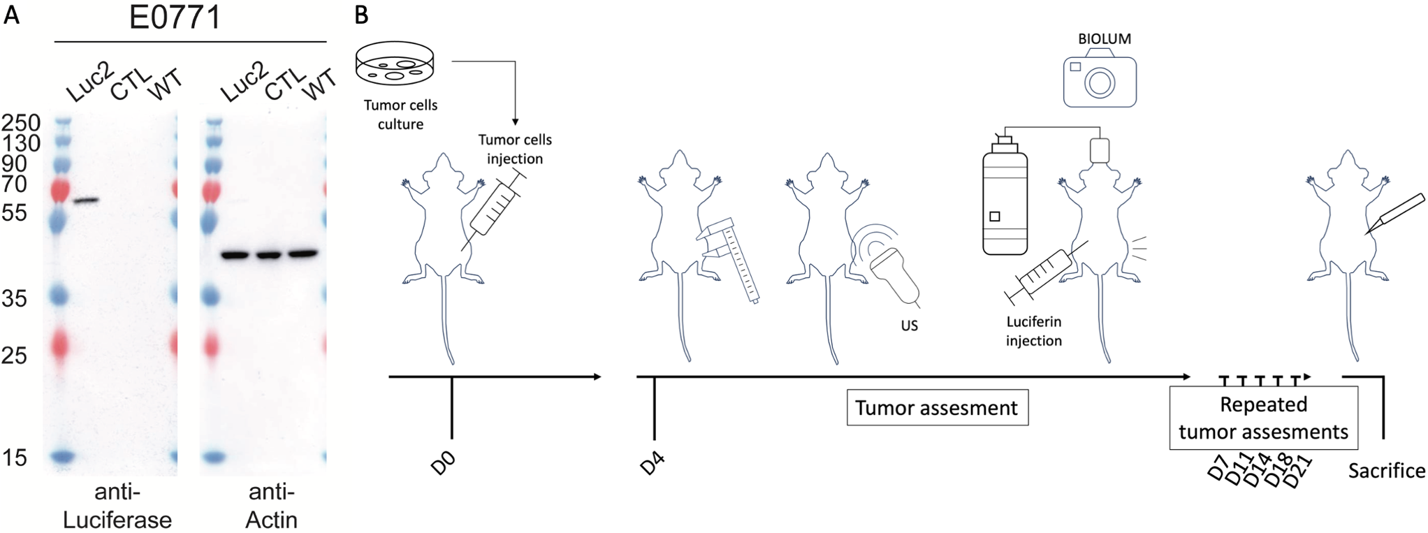 Fast Ultrasound Scanning is a Rapid, Sensitive, Precise and Cost-Effective Method to Monitor Tumor Grafts in Mice