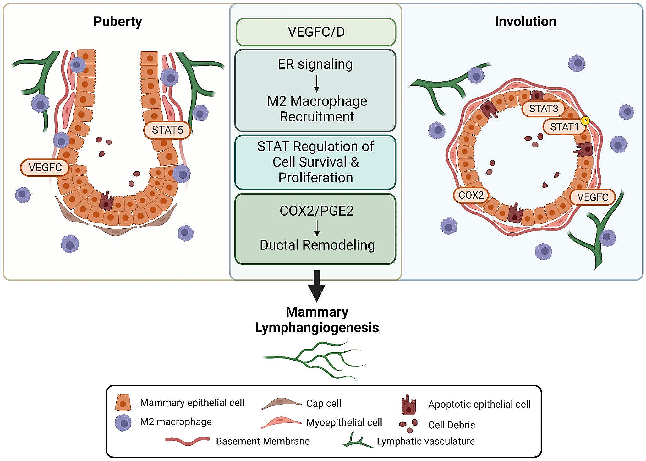 Toward Characterizing Lymphatic Vasculature in the Mammary Gland During Normal Development and Tumor-Associated Remodeling