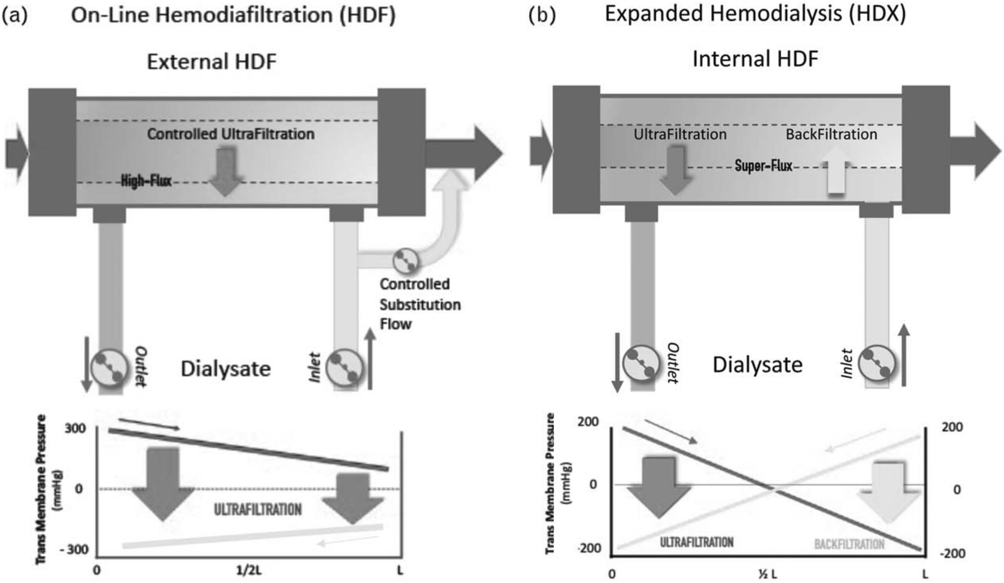 On the total albumin losses during haemocatharsis