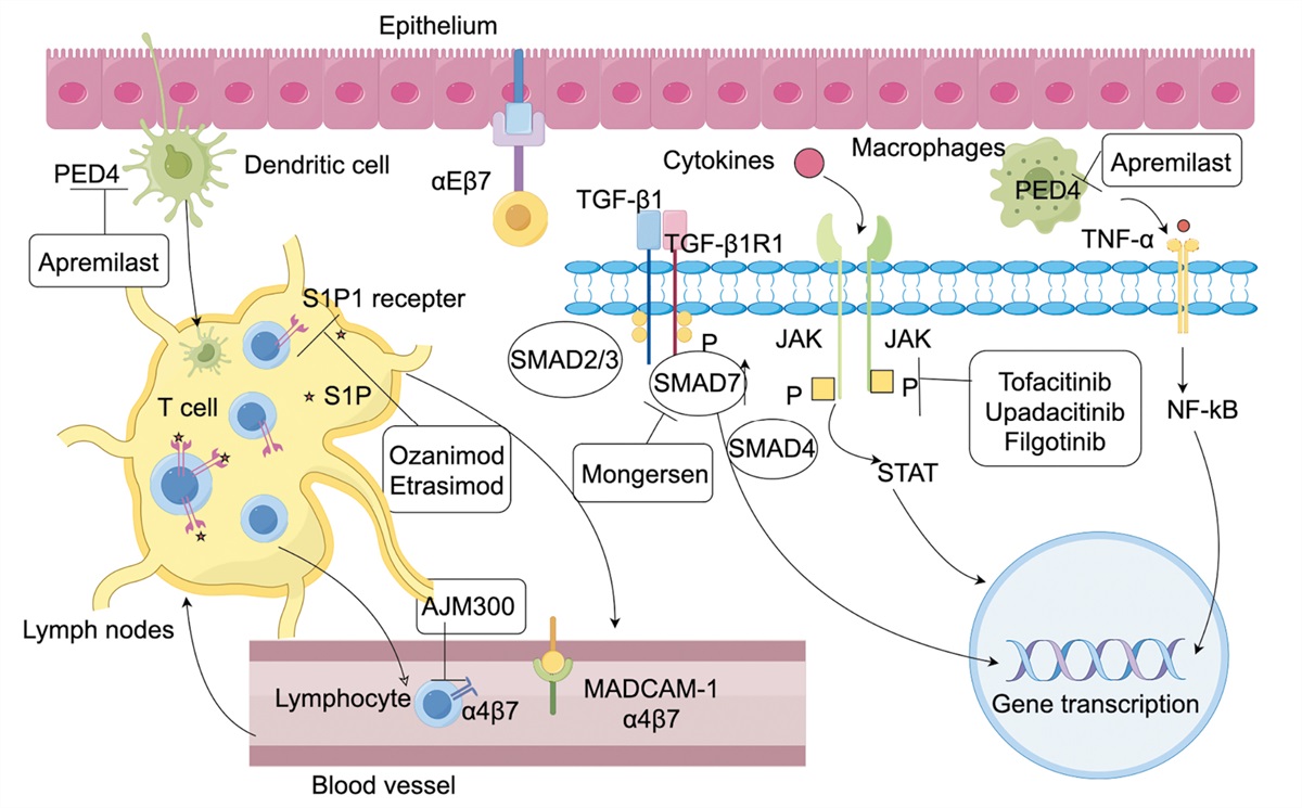 New progress of small-molecule drugs in the treatment of inflammatory bowel disease