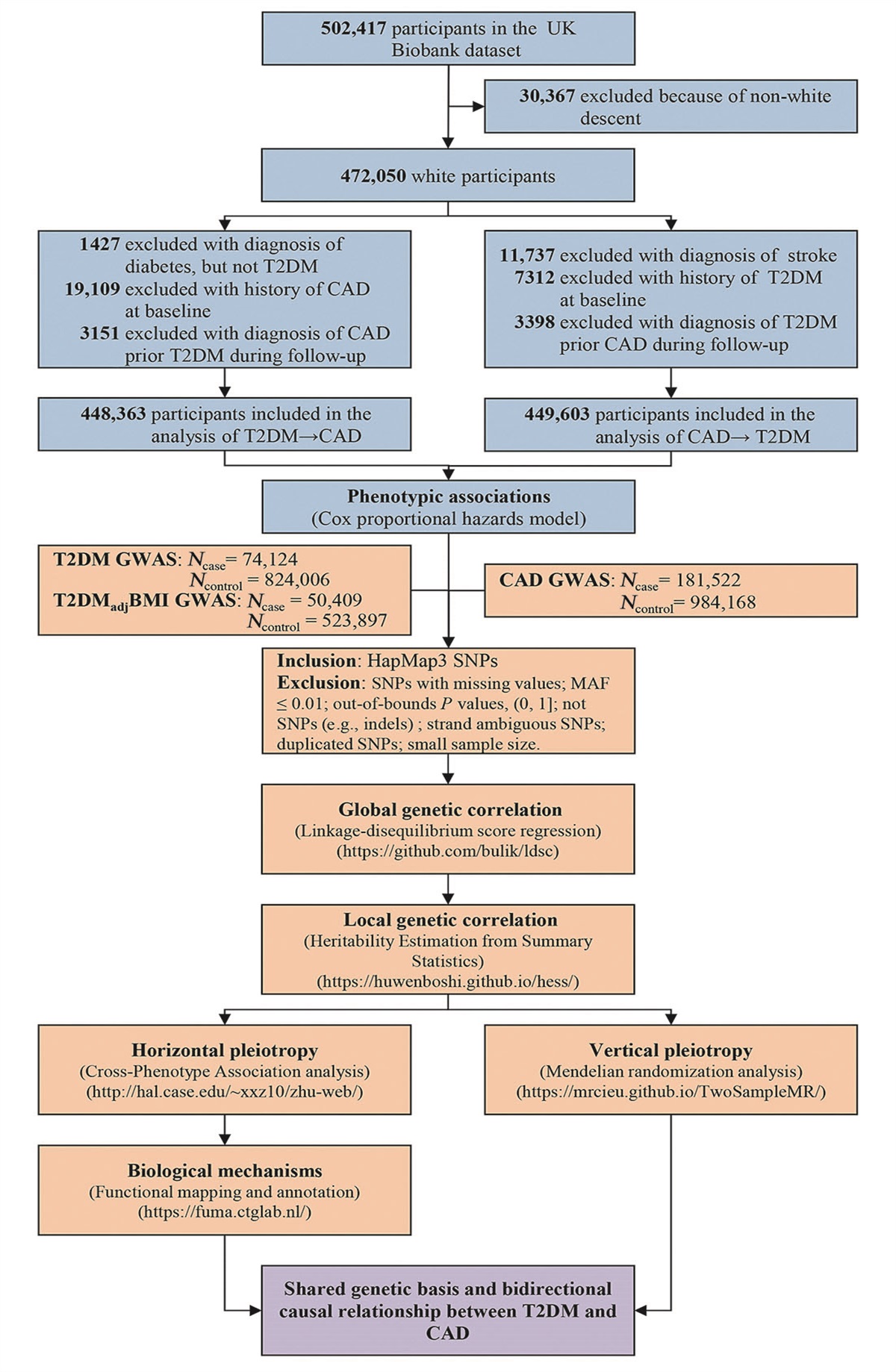 Bidirectional relationship between type 2 diabetes mellitus and coronary artery disease: Prospective cohort study and genetic analyses