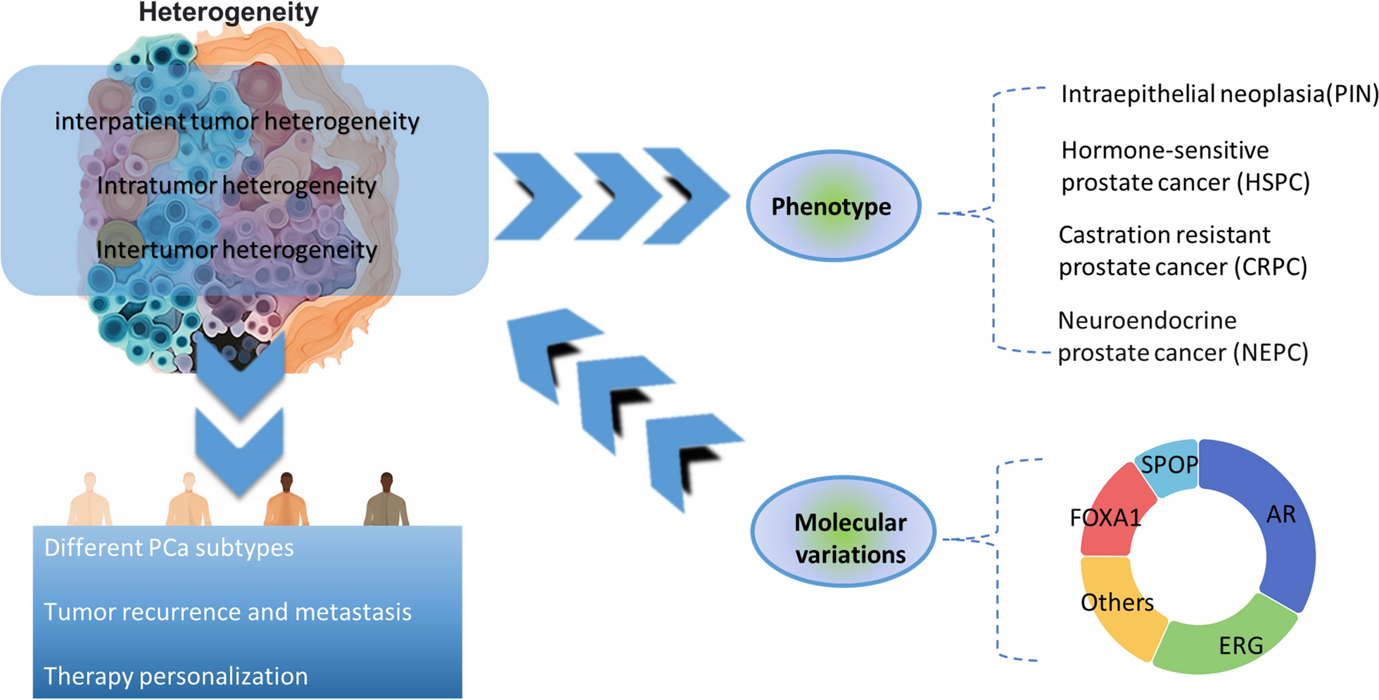From molecular mechanisms of prostate cancer to translational applications: based on multi-omics fusion analysis and intelligent medicine