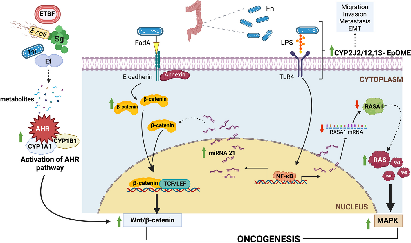 Unlocking the secrets: exploring the influence of the aryl hydrocarbon receptor and microbiome on cancer development