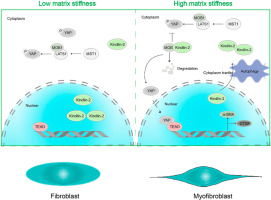 Increased extracellular matrix stiffness regulates myofibroblast transformation through induction of autophagy-mediated Kindlin-2 cytoplasmic translocation