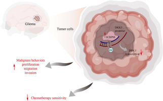 ICBP90, an epigenetic regulator, induces DKK3 promoter methylation, promotes glioma progression, and reduces sensitivity to cis-platinum