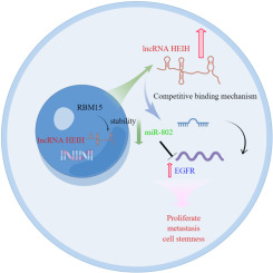 The m6A methyltransferase RBM15 affects tumor cell stemness and progression of cervical cancer by regulating the stability of lncRNA HEIH