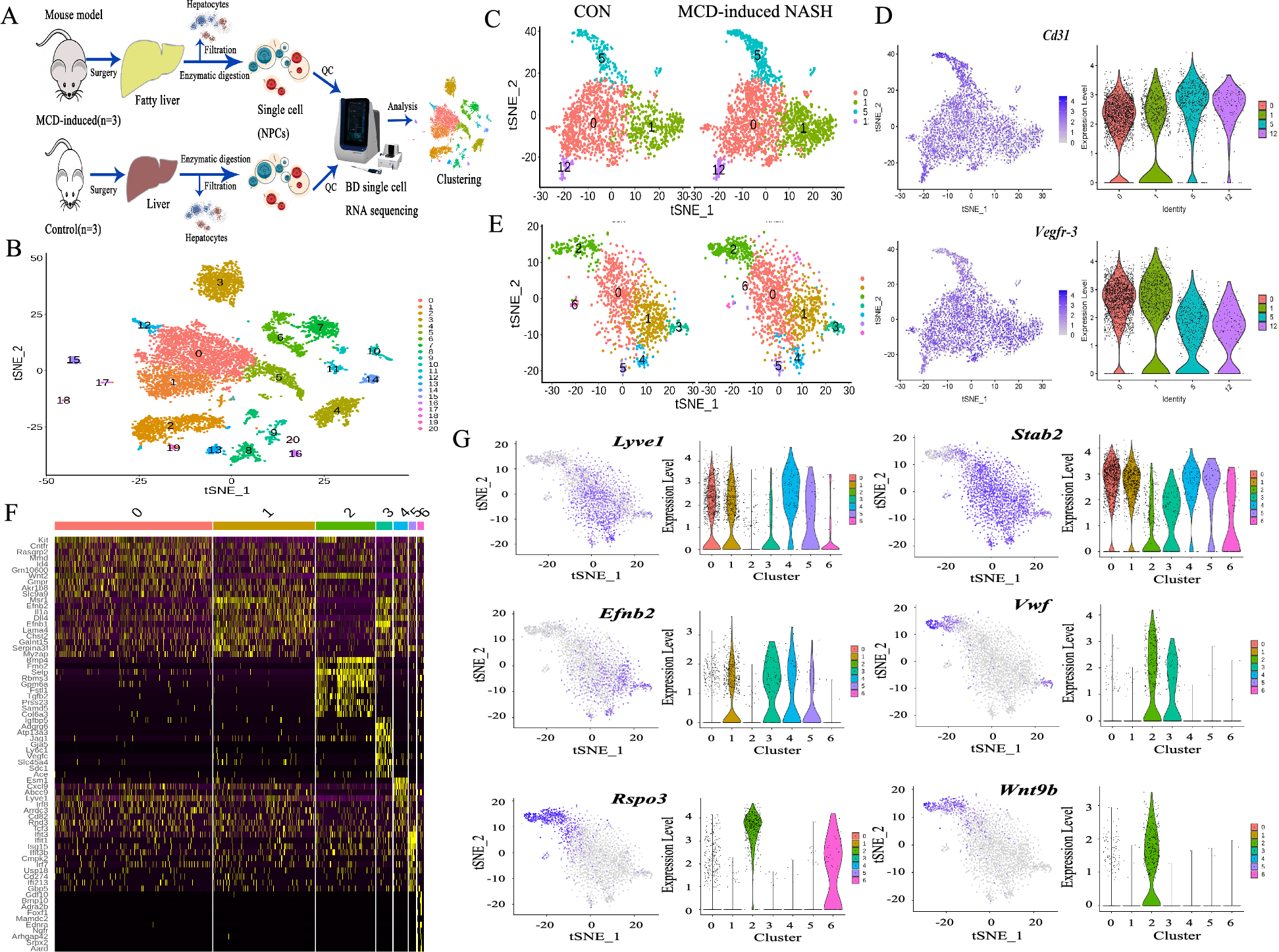 Single-cell transcriptome reveals a novel mechanism of C-Kit+-liver sinusoidal endothelial cells in NASH