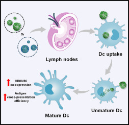 β-glucan-modified nanoparticles with different particle sizes exhibit different lymphatic targeting efficiencies and adjuvant effects
