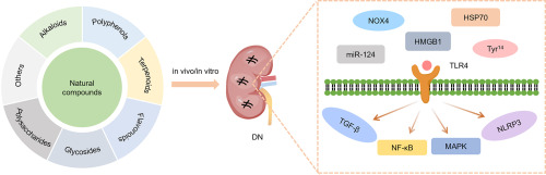 Natural compounds improve diabetic nephropathy by regulating the TLR4 signaling pathway