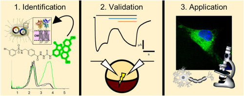 A novel fluorescent labeling compound for GluN2A containing N-methyl-D-aspartate receptors identified by Autodisplay-based screening