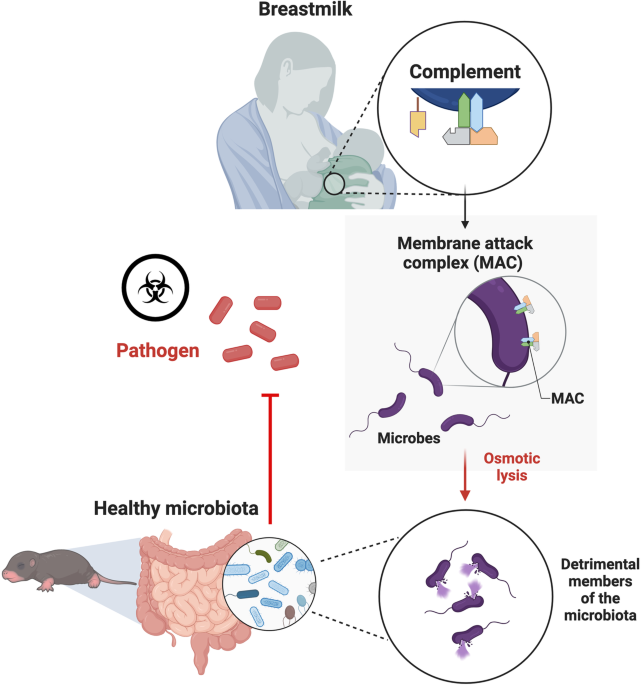 Complement(ing) the microbiome in infants through breastmilk