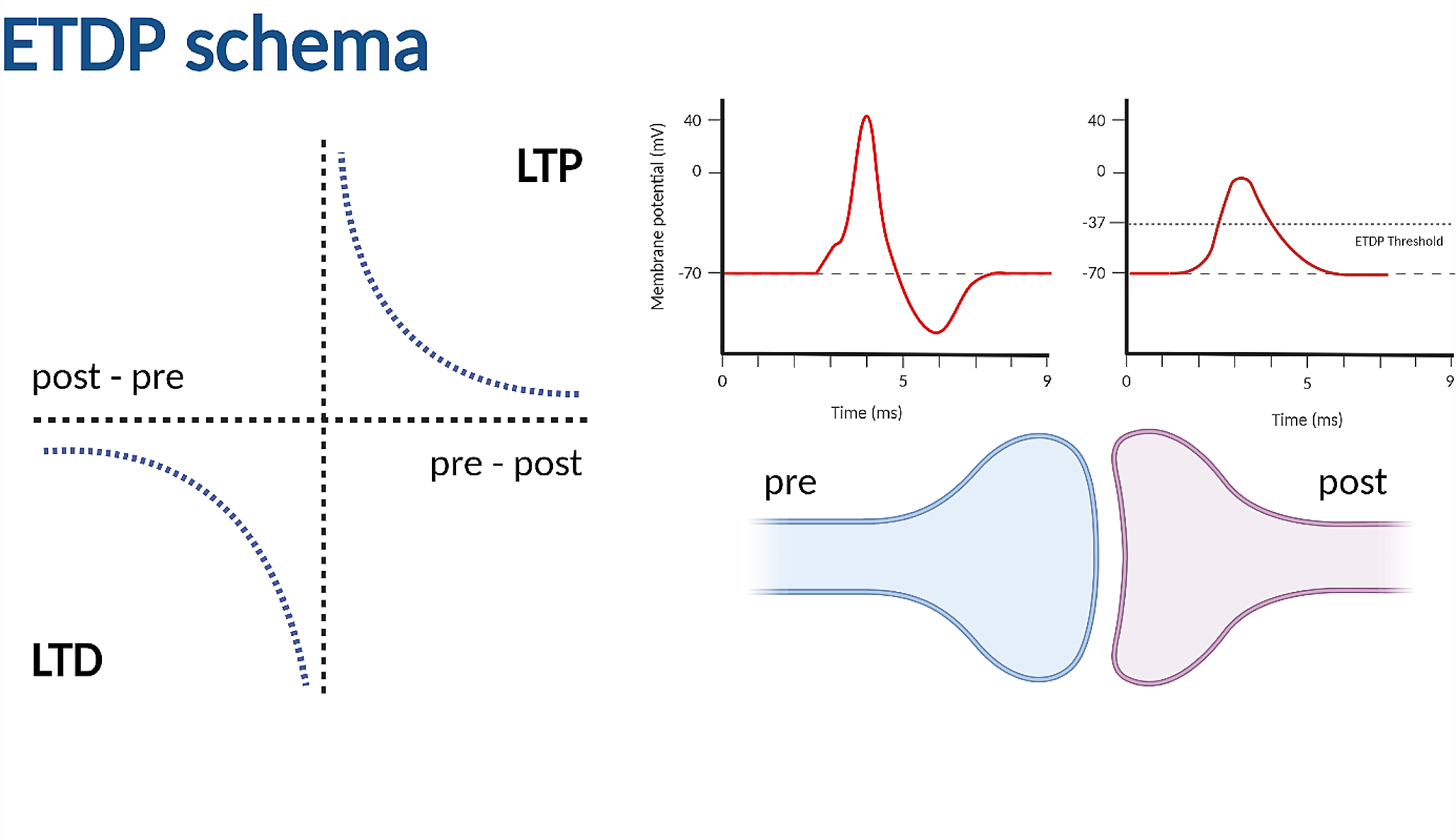 A voltage-based Event-Timing-Dependent Plasticity rule accounts for LTP subthreshold and suprathreshold for dendritic spikes in CA1 pyramidal neurons