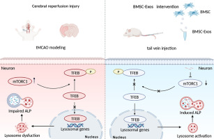 BMSC-Exosomes attenuate ALP dysfunction by restoring lysosomal function via the mTOR/TFEB Axis to reduce cerebral ischemia-reperfusion injury