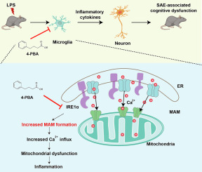 4-PBA exerts brain-protective effects against sepsis-associated encephalopathy in a mouse model of sepsis