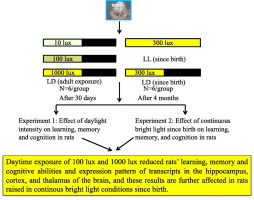 Bright daylight produces negative effects on affective and cognitive outcomes in nocturnal rats