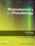 The impact of methylene blue photosensitizer, aPDT and a calcium hydroxide-based paste on the physicochemical and mechanical characteristics of root canal dentin and the bonding interface of fiberglass posts