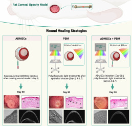Investigation of healing strategies in a rat corneal opacity model with polychromatic light and stem cells injection